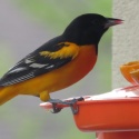 Baltimore oriole w jelly