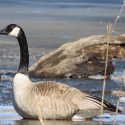 Canada Goose