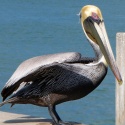 Pelican