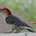 Yellow shafted Flicker