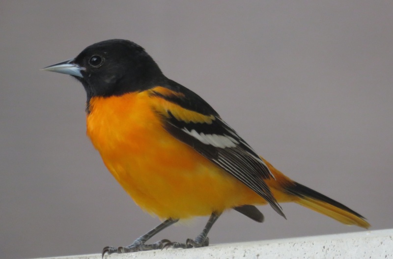 Baltimore Oriole