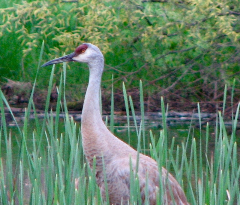 Sandhill crane